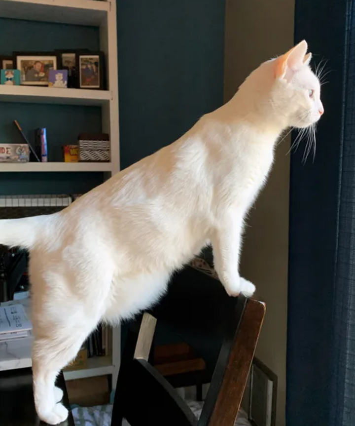 The Benefits of a Raw Feeding Diet for Cats: Unleashing Their Natural Health