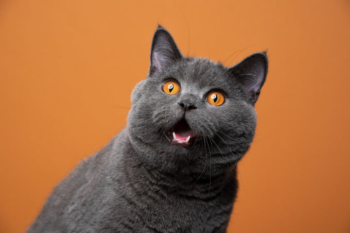 How Much Should My Cat Eat To Lose Weight