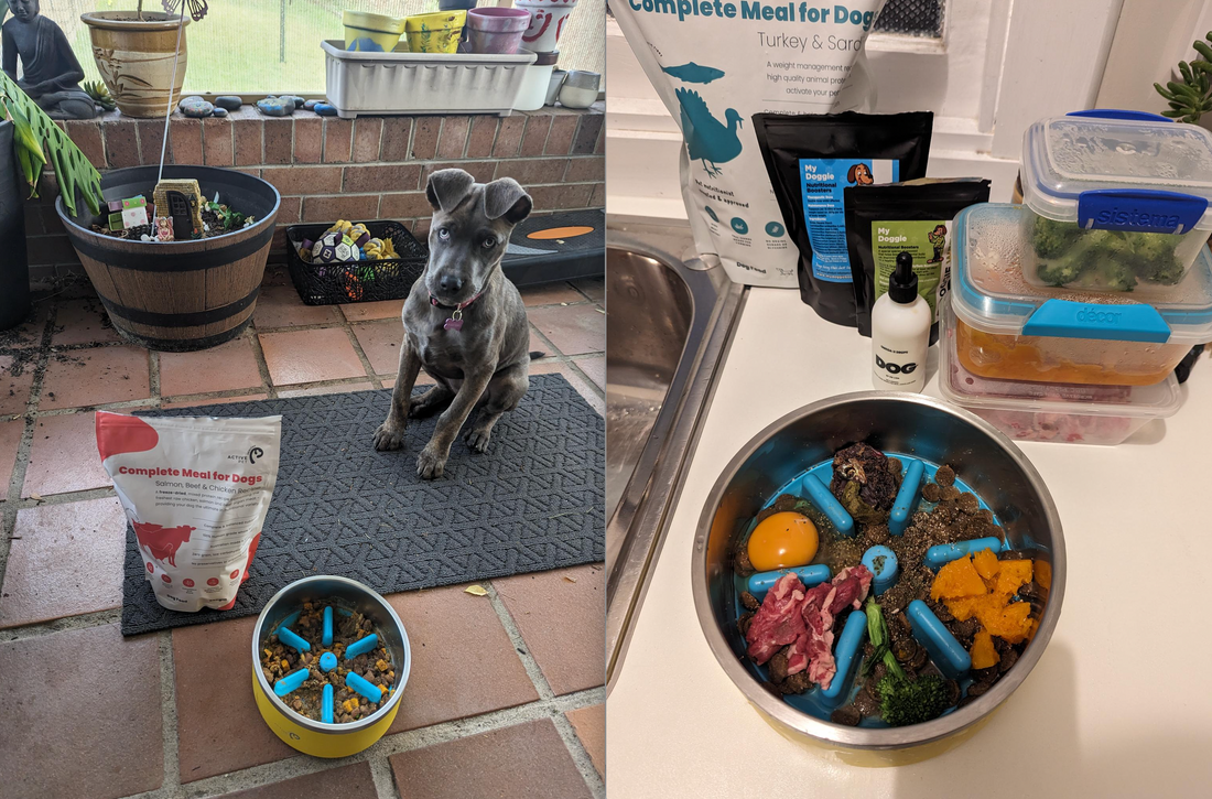 Are you looking for a puppy food diet plan?