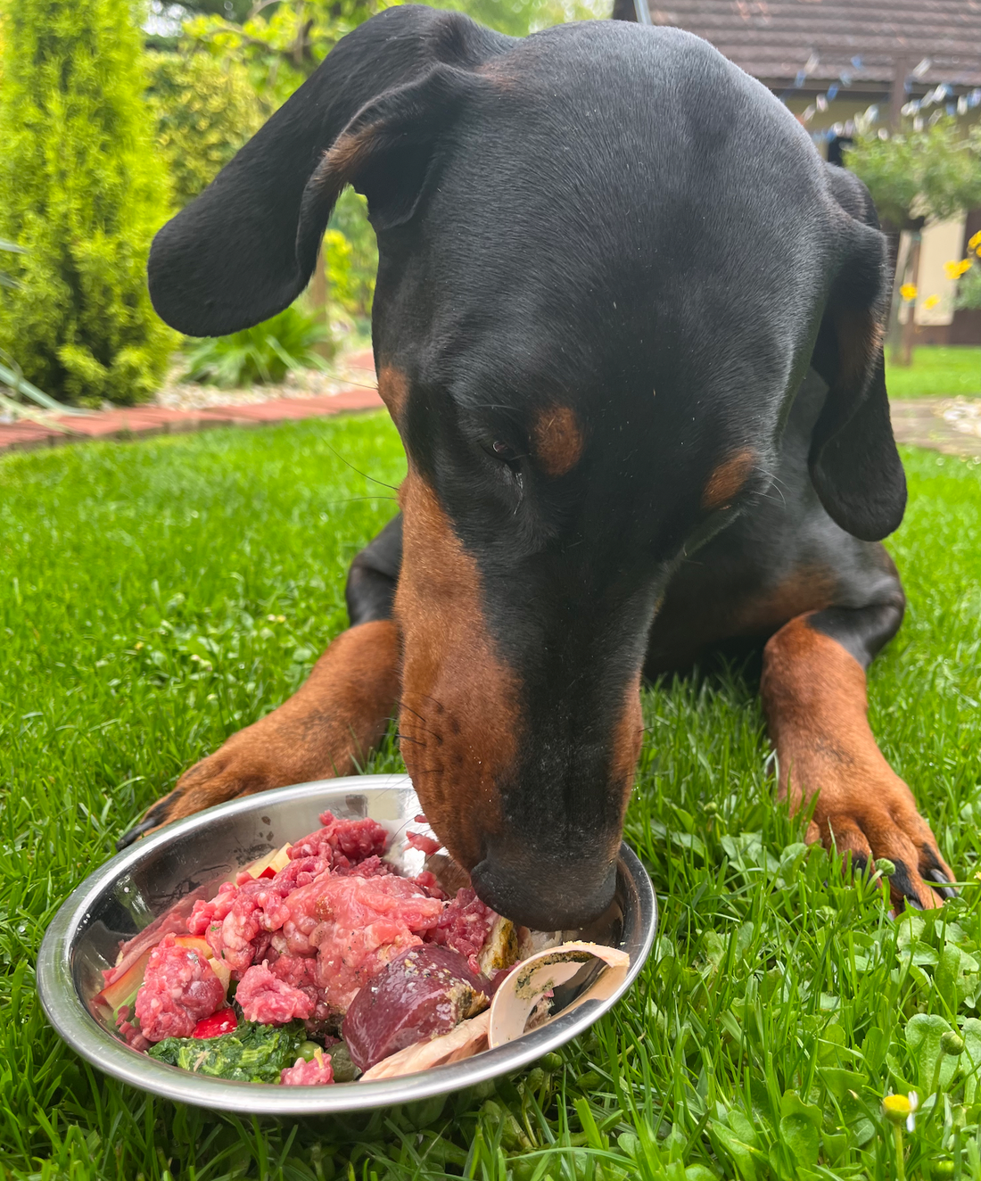 Do Dachshunds aka sausage dogs make a great dog to own?