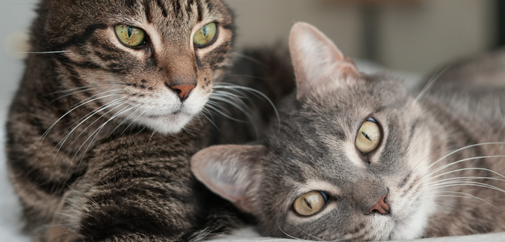 The Importance of Weight Management For Cats