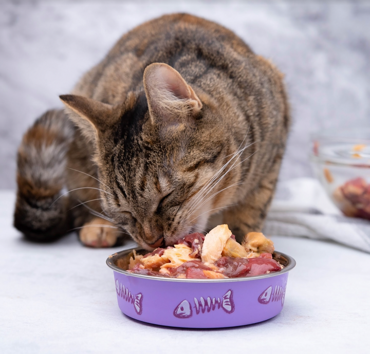 How To Transition Your Cat To A Fresh Food Diet