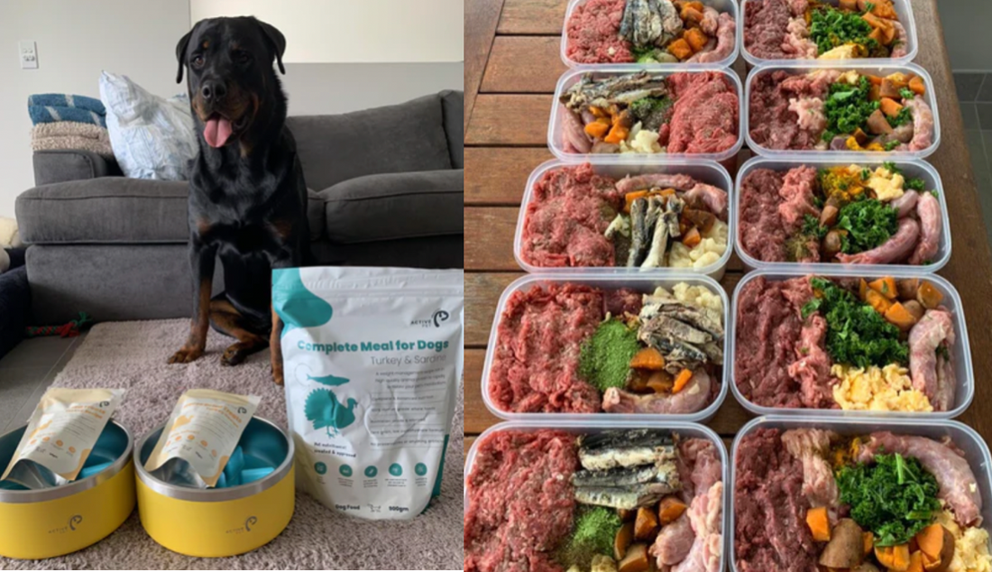 Hodge's incredible results on Healthy Active Pet