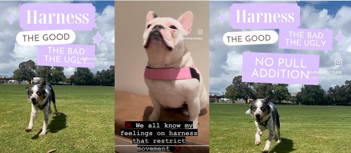 A Vet Nurse's Guide to Choosing the Right Dog Harness