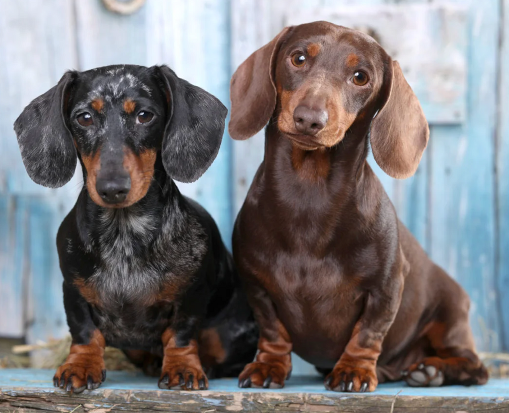 How To Transition Your Dog To A Fresh Food Diet