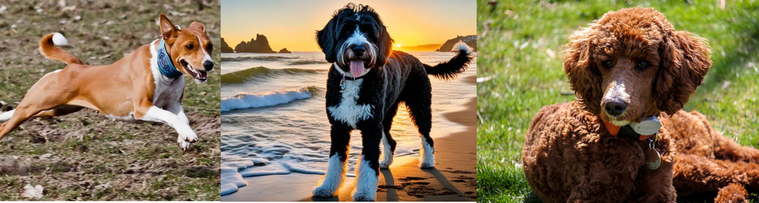 Our pick of dogs that don't shed
