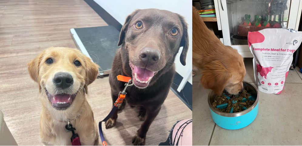 Jo shares her raw feeding dog food diet journey and her tips on how you can do the same