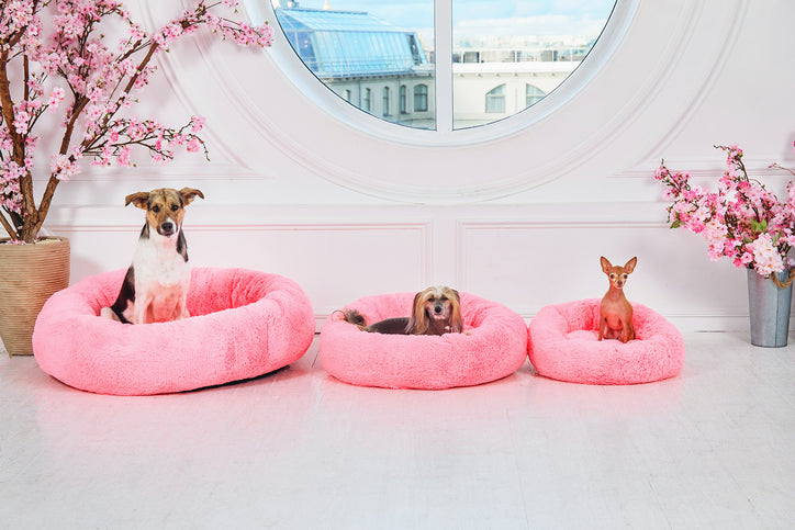8 reasons dog owners should invest in pet insurance