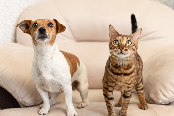 Where To Start If Your Cat Needs To Lose Weight
