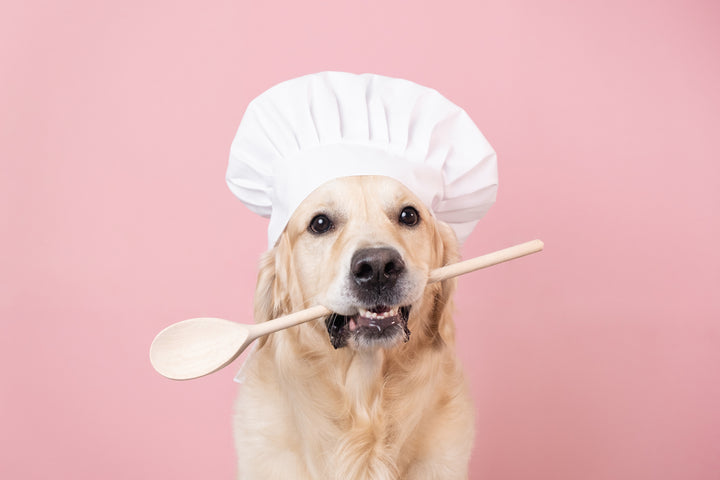 What can I do to help my dog if they are overweight