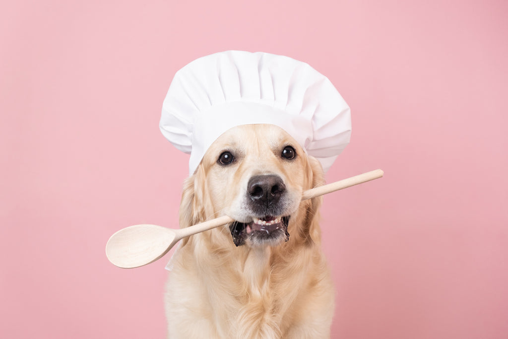 What can I do to help my dog if they are overweight