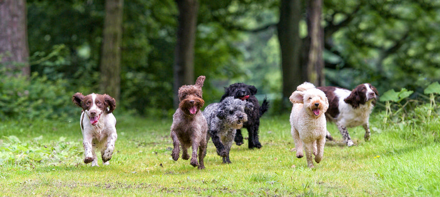 How much exercise should my dog have