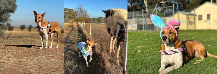 Why this Kelpie made the ultimate support dog when their owner lost their partner