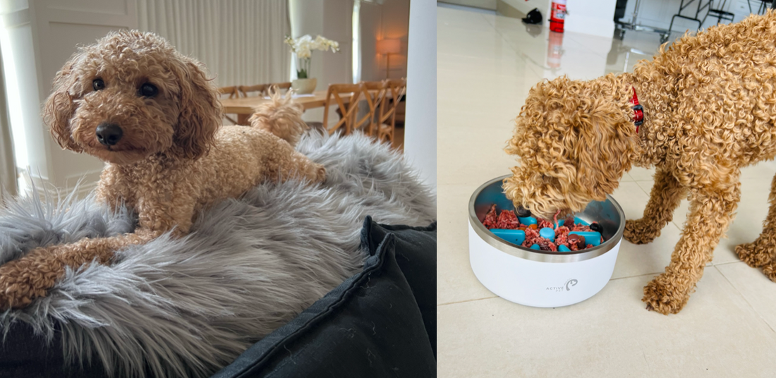 Toy Poodle Pups - Grooming & Care Tips