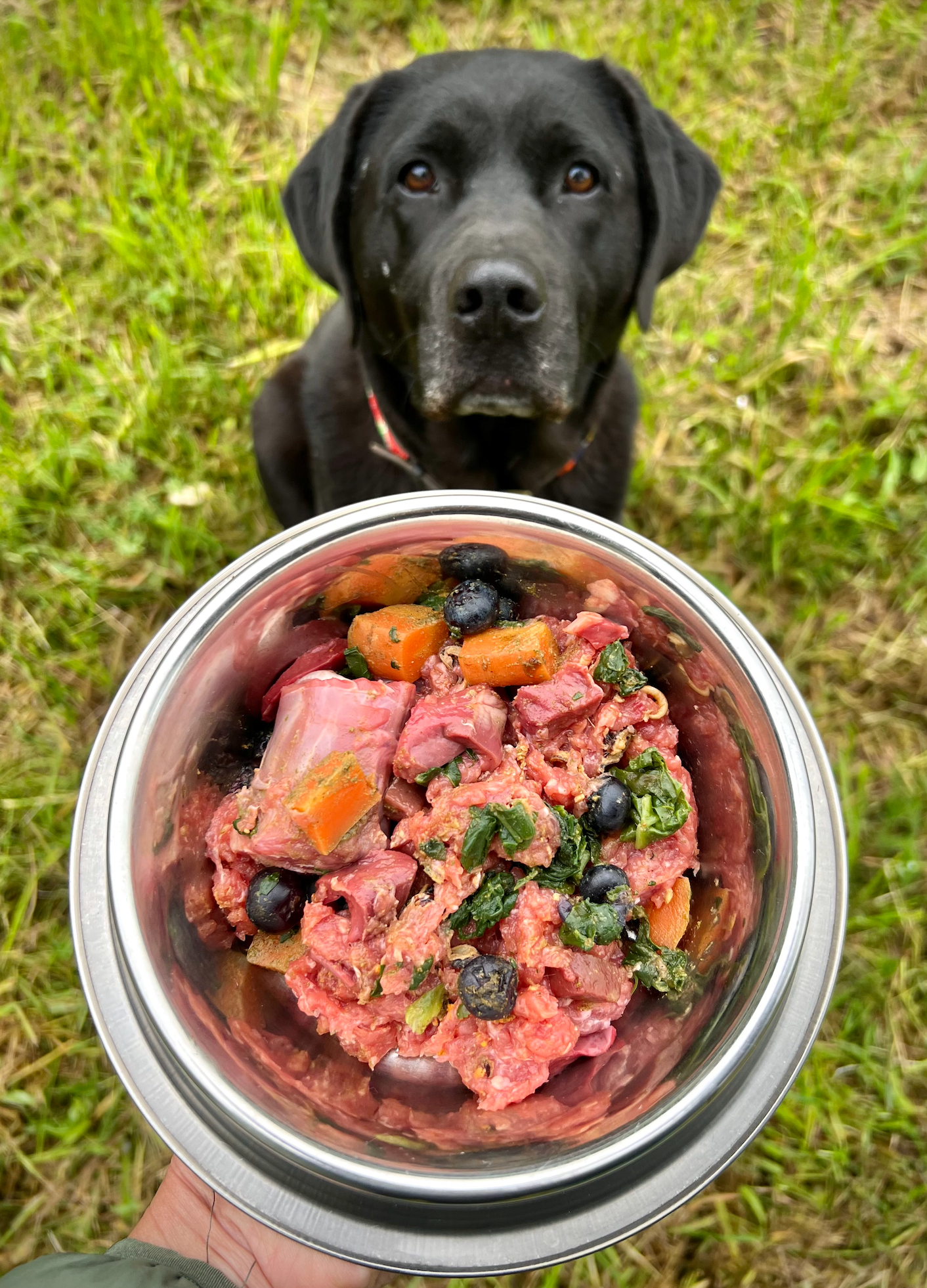 Dog Raw Feeding Recipe Book Bundle VALUE Pack
