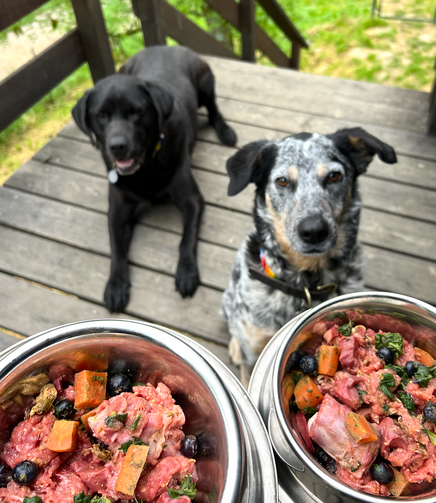 Dog Raw Feeding Recipe Book Bundle VALUE Pack