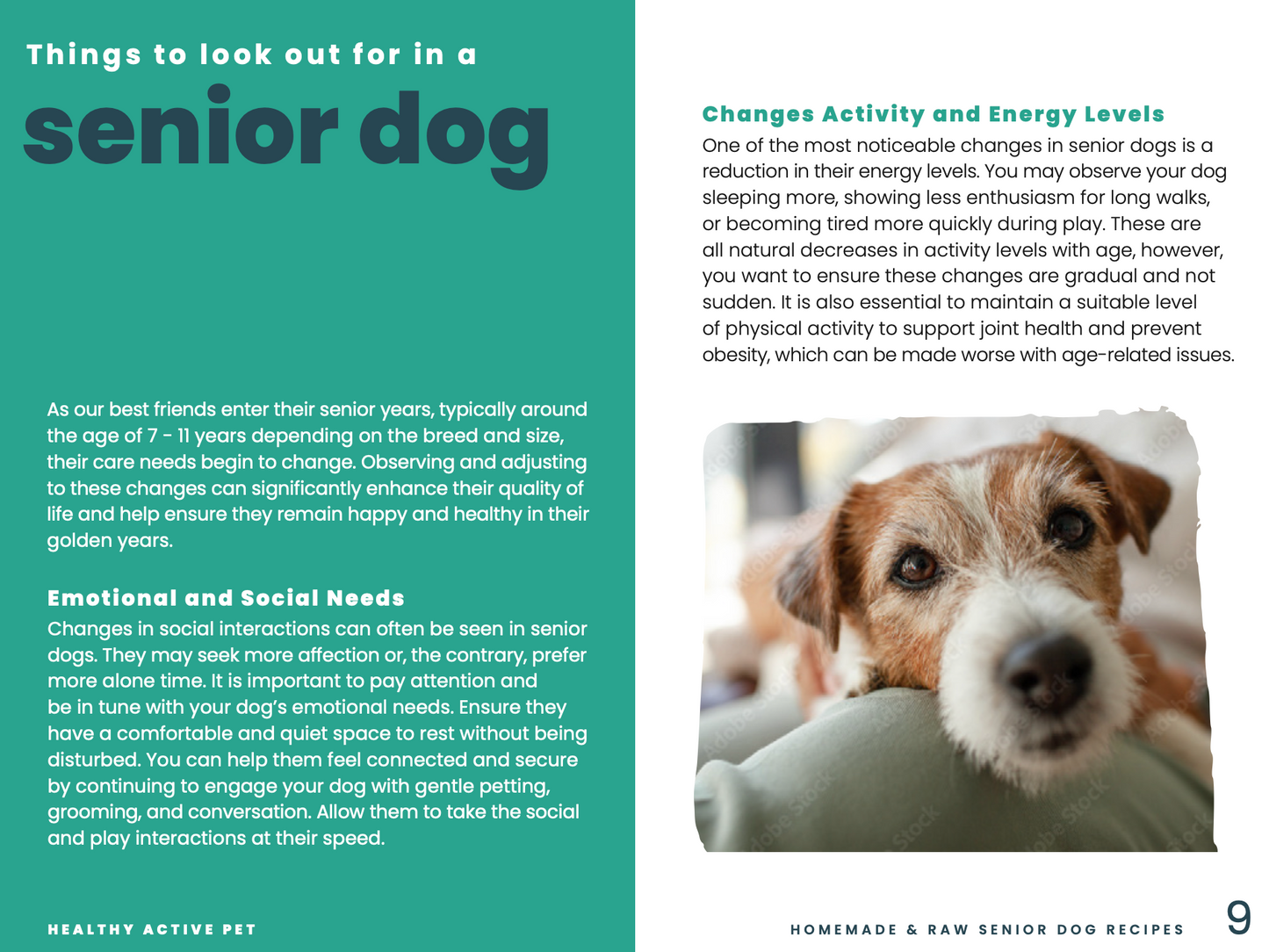 Homemade Dog Food For Senior Dogs Recipe eBook