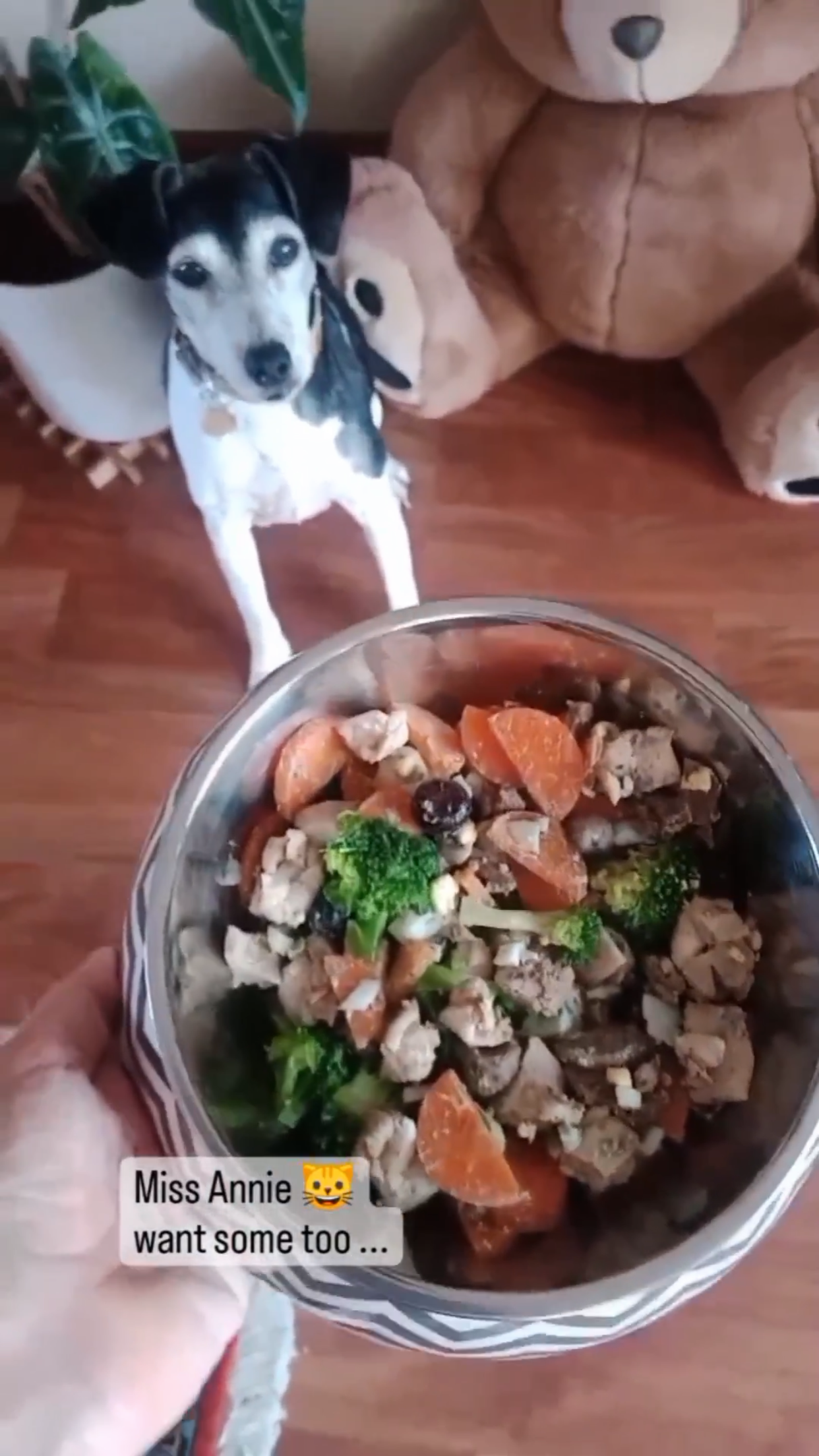 The Ultimate Raw & Homemade Dog Recipe eBook