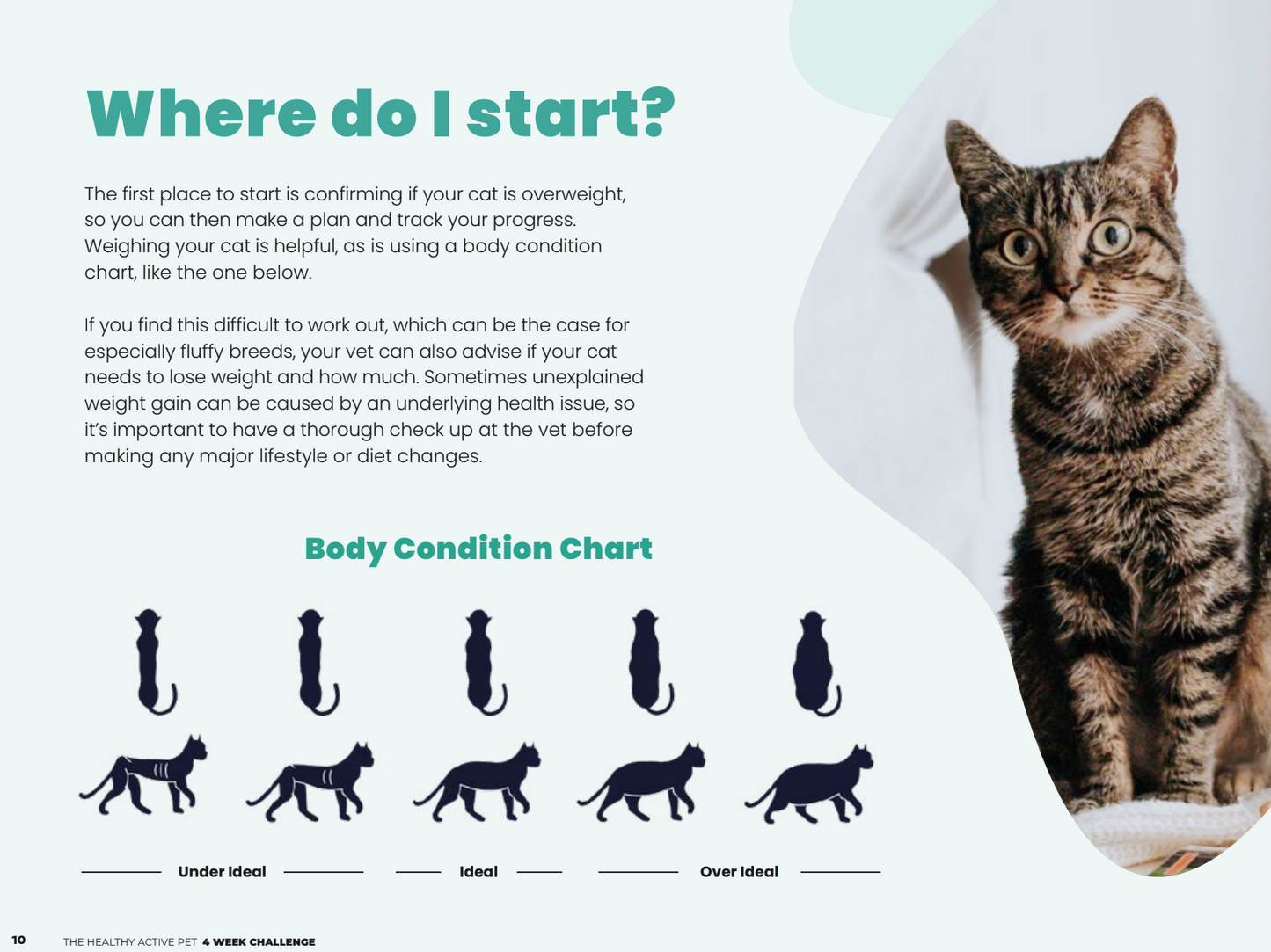 Homemade Cat Weight Loss Recipes & 4 Week Program