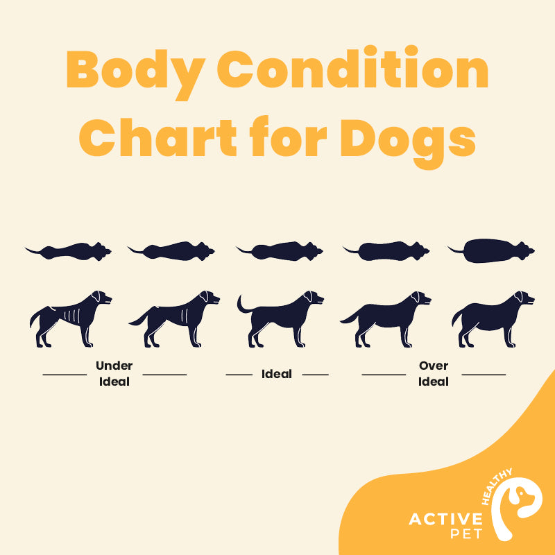 How to check your dog's body condition score 