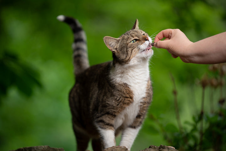 Healthy Snacks & Treats For Cats