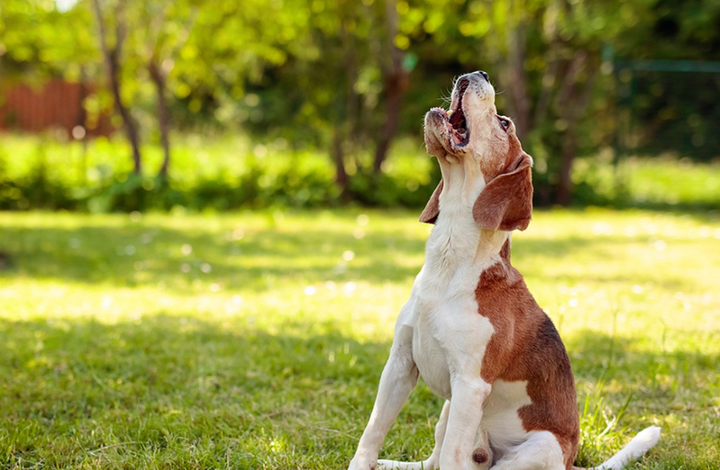 6 proven ways to stop your dog barking