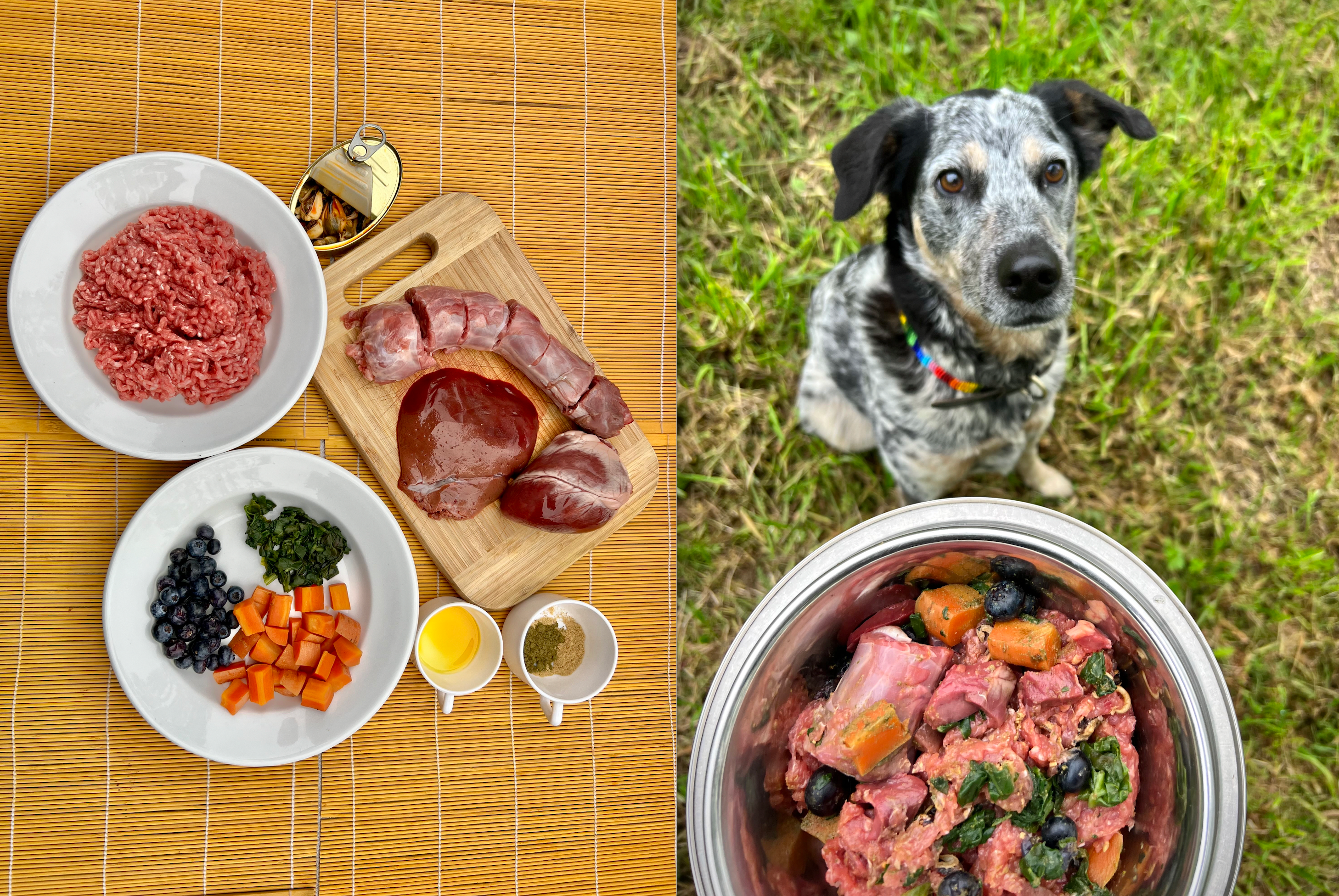 Transition to raw diet for outlet dogs