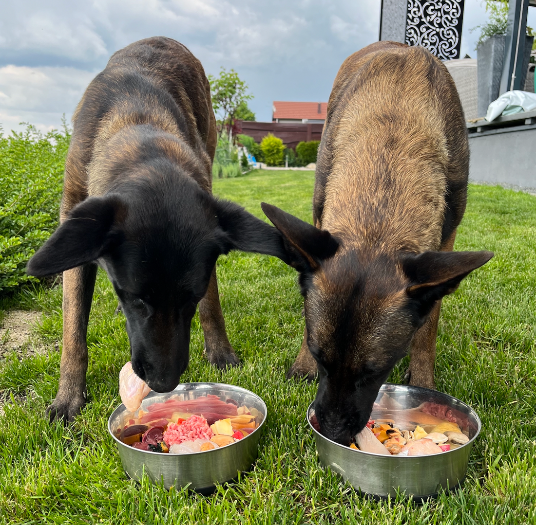 The Importance of Weight Management Dog Food Healthy Active Pet