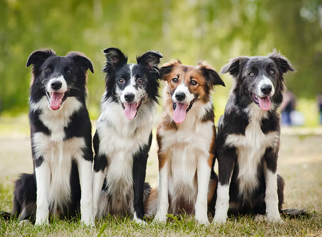 7 common dog illnesses that are dangerous