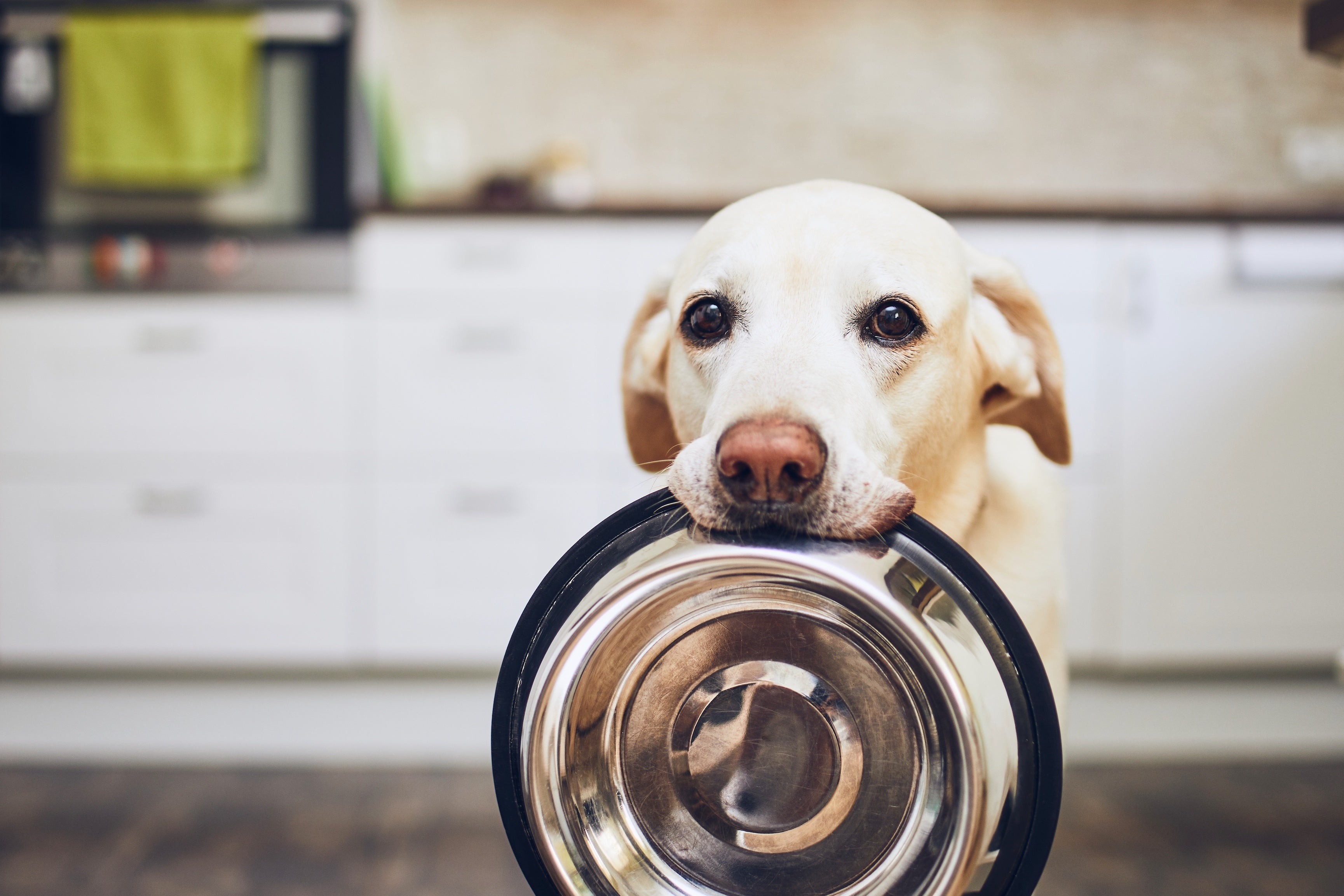 How much should a dog clearance eat