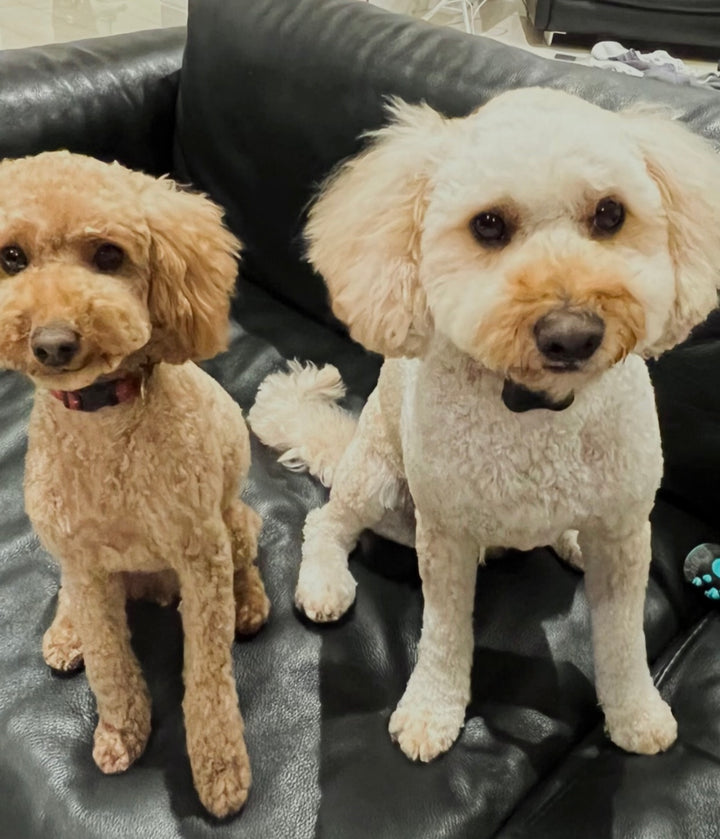 Cavoodles are one of the most popular dog breed - here's why