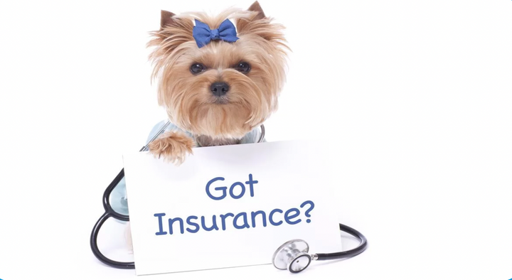 Top 7 Australian Pet Insurance Companies