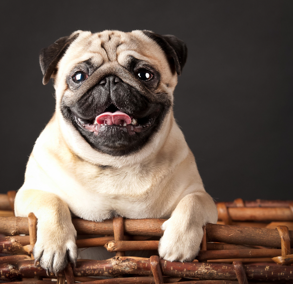 5 Dog Breeds That are Most Likely to be Overweight