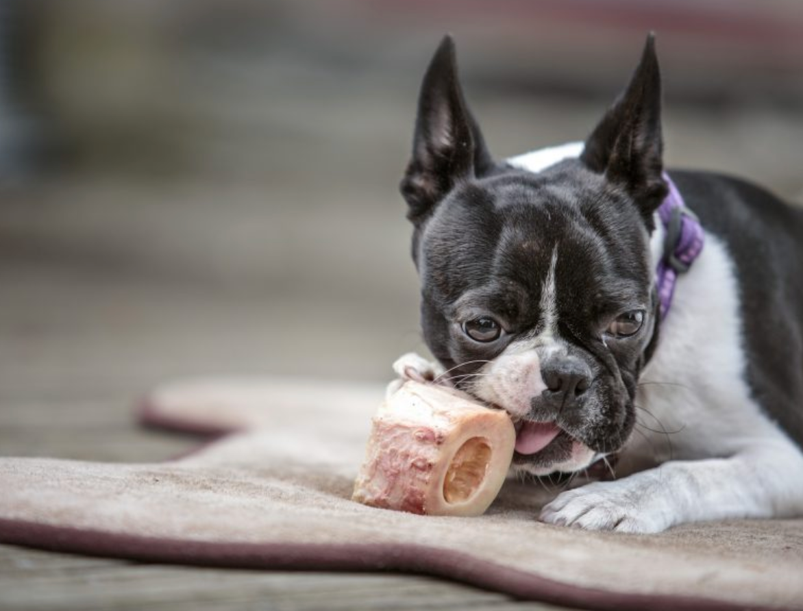 7 Foods To Feed Your Dog For Health And Longevity Healthy