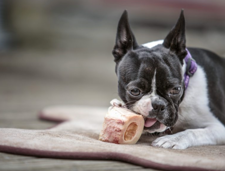 7 Foods To Feed Your Dog For Health And Longevity