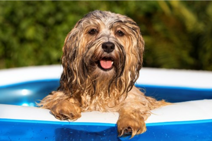 7 Ways To Keep Your Dog Safe In Hot Weather