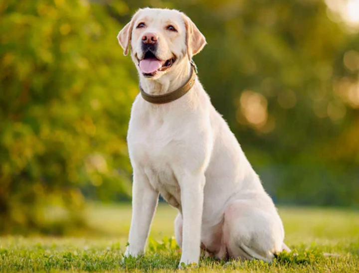 5 ways to help your dog lose weight