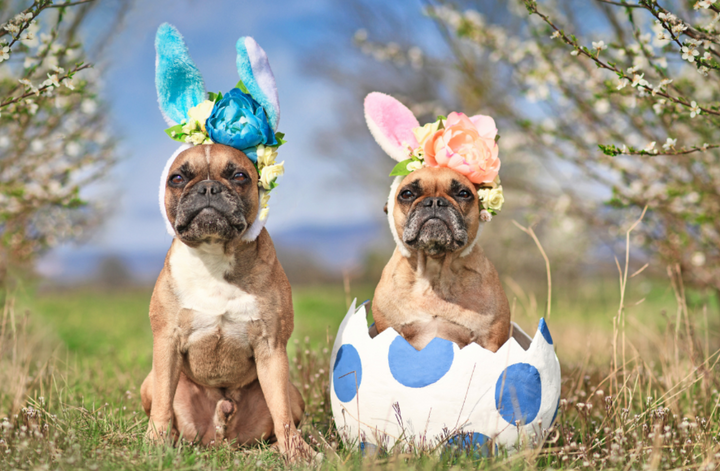 How to keep your dog safe this Easter