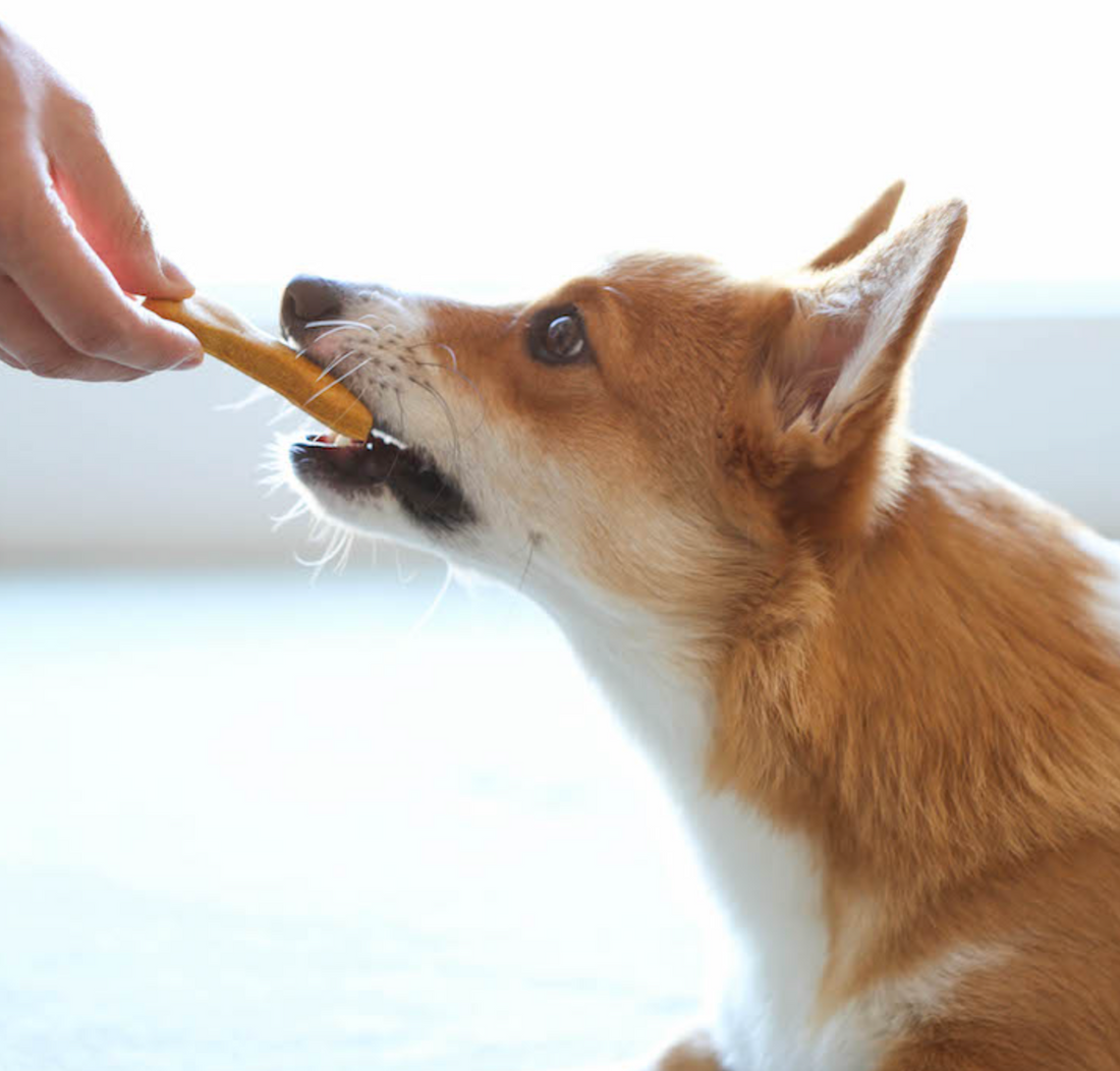 6 foods your dog should avoid to lose weight – Healthy Active Pet