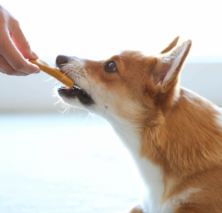 6 foods your dog should avoid to lose weight