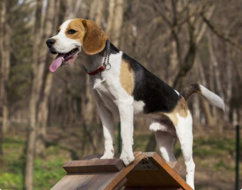 Best dog food for online beagle mix