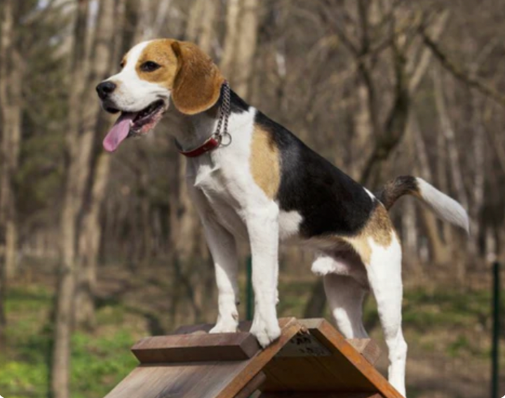 Why Beagles are one of the best dogs to own