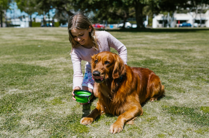 8 reasons why you should try raw feeding recipes for your dog