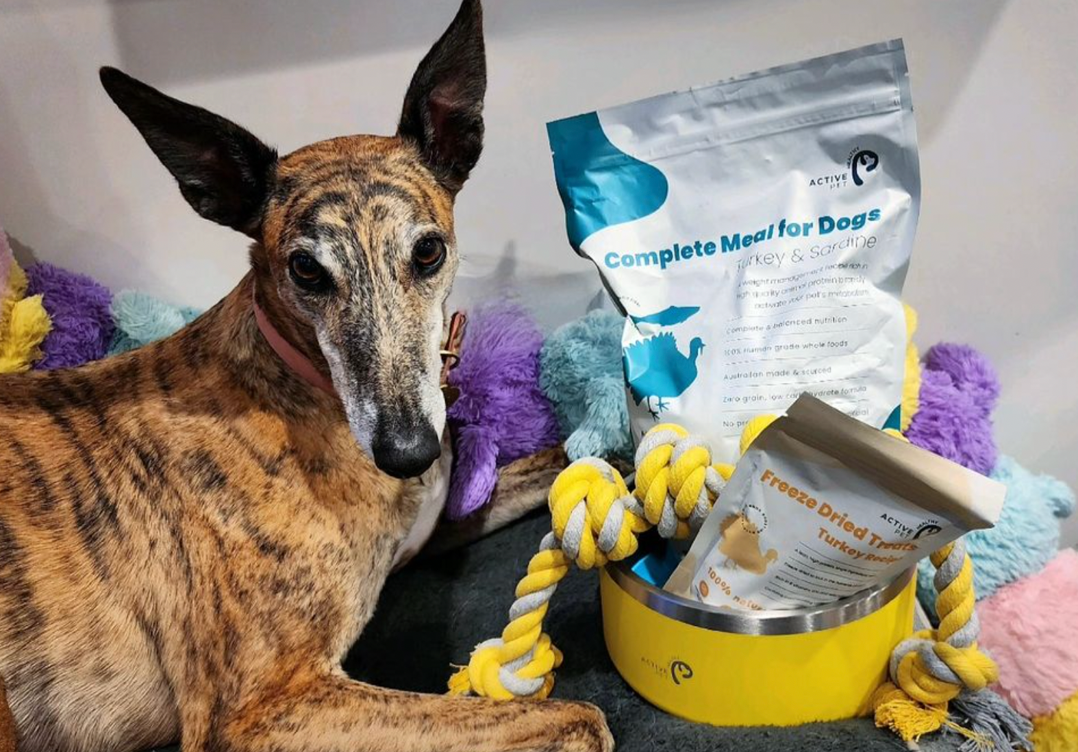 Best kibble 2024 for whippets