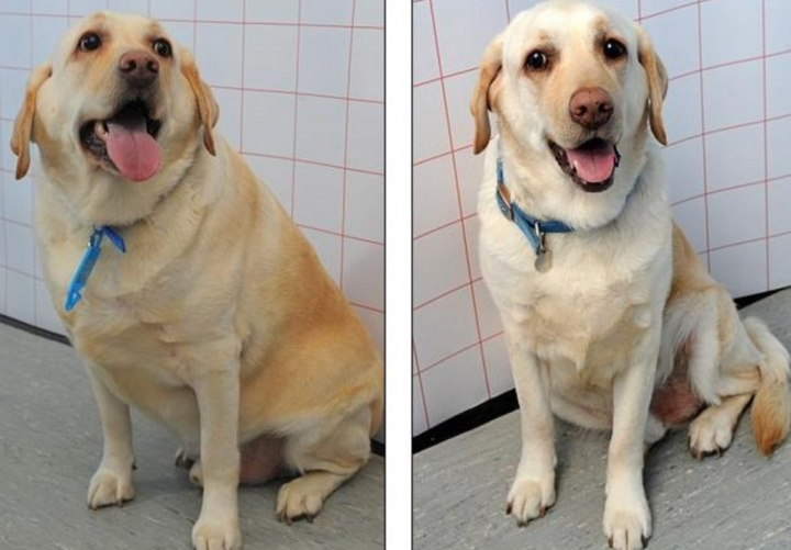 Effective Weight Loss For Dogs