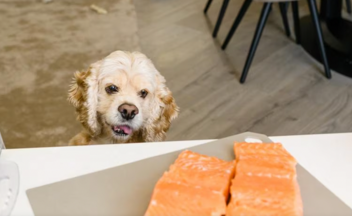 The benefits of salmon in dog food