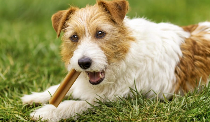 Are dog dental sticks good?