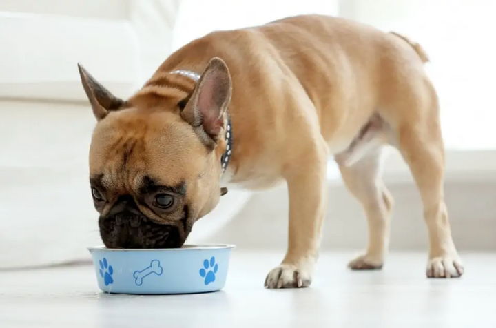 Should carbohydrates be in dog food?