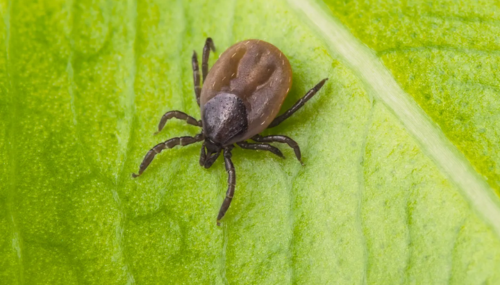 11 facts about ticks and dogs