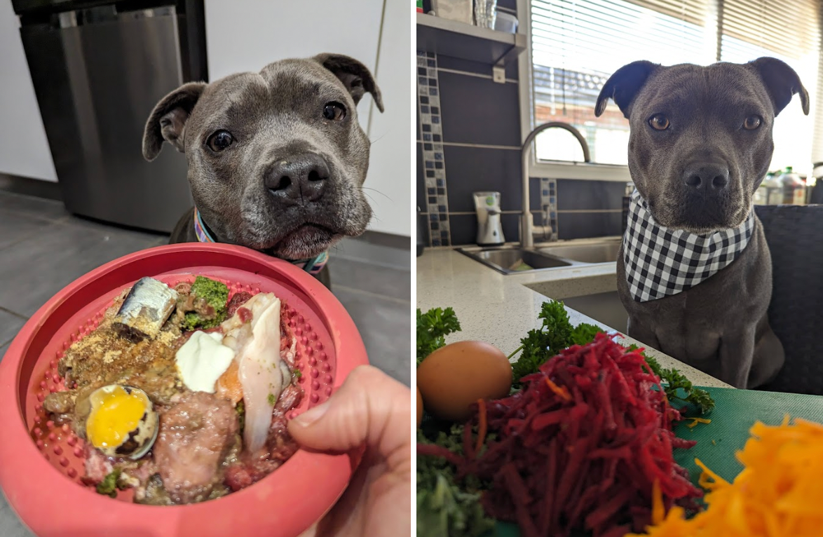 Raw diet for store staffordshire bull terrier